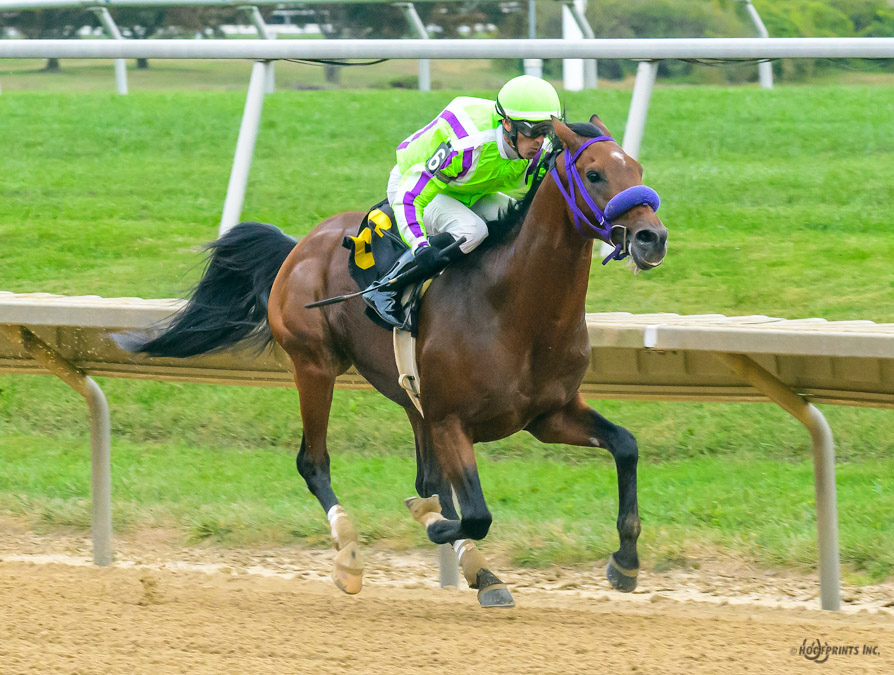 Cre Run Arabian racing champion  Thess Is Awesome